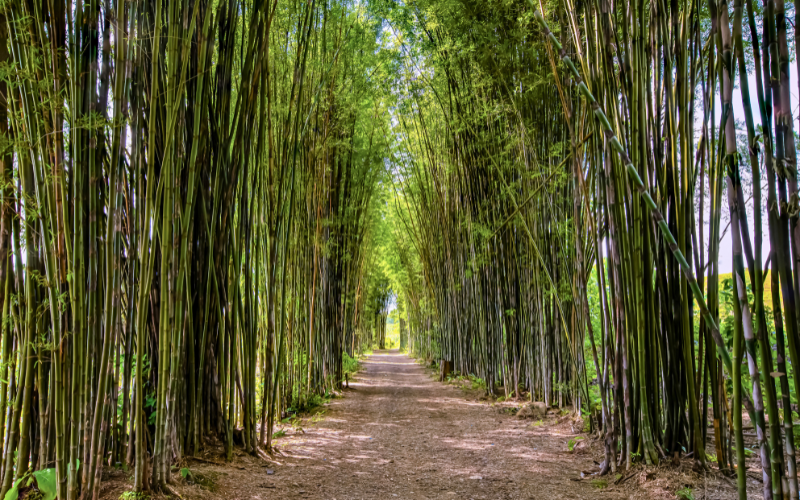 Seja como o bambu: cresça altivo, buscando as coisas do alto, tenha muita fibra e flexibilidade para curvar-se ao chão quando a ventania for forte e se permita estar sempre cercado de pessoas, reconhecendo a necessidade de estar próximo de seus pares
