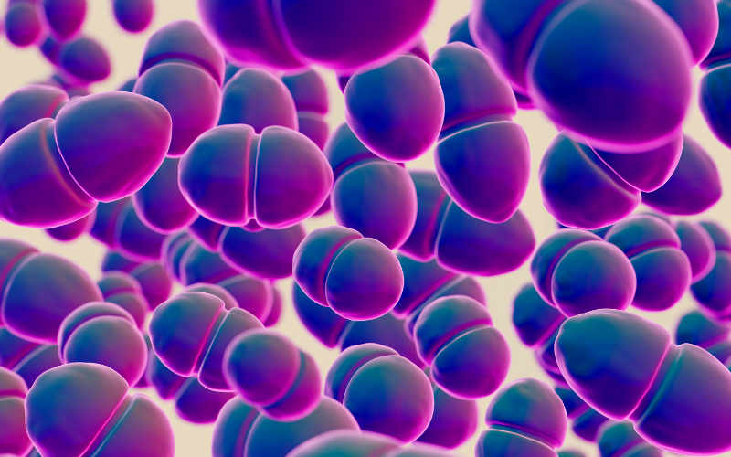 A Organização Mundial da Saúde (OMS) classifica o Enterococcus faecium resistente como alvo prioritário para o desenvolvimento de novos antibióticos
